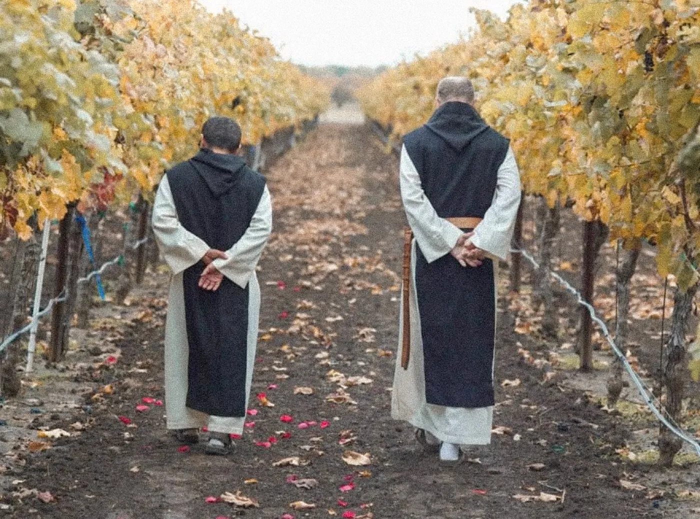 Two monks walking side by side down a row of autumn vines.